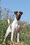 FOX TERRIER POIL LISSE 004